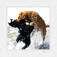 Dogs at Montecito © Gary Hayes 2005