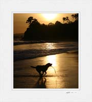 Butterfly Beach Dog ï¿½Gary Hayes 2005